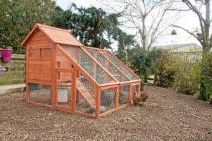 chicken-coop-homesteading