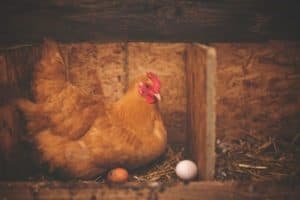 chicken-nesting-box