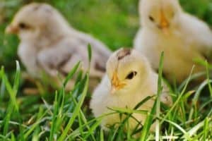 chicks homesteading