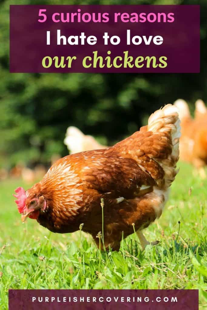 5 curious reasons I hate to love our chickens - Purple Is Her Covering